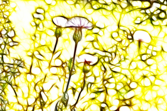 紫花藿香薊