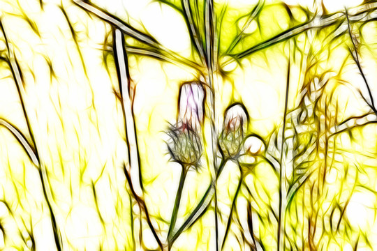 紫花藿香薊