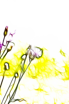 紫花藿香薊