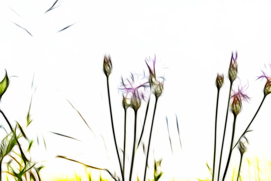 紫花藿香薊