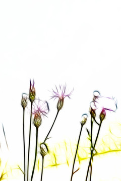 紫花藿香薊