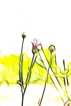 紫花藿香薊