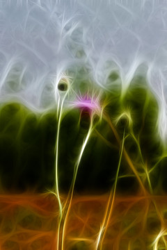 紫花藿香薊