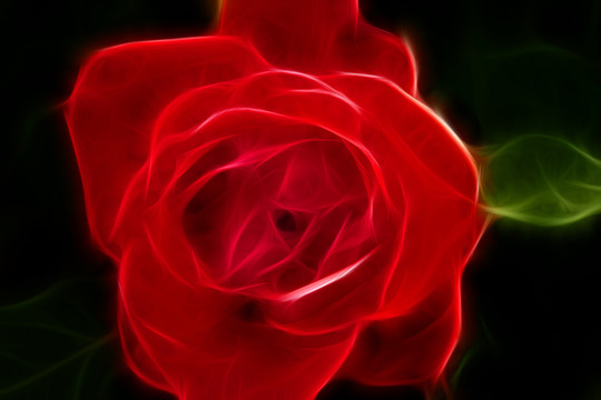 月季花