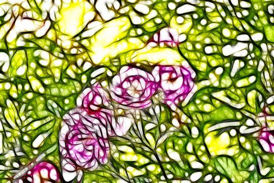小月季花