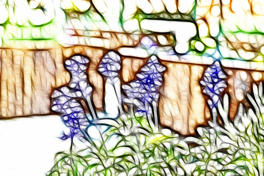 薰衣草