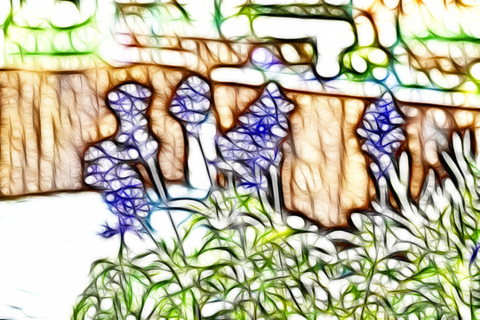 薰衣草