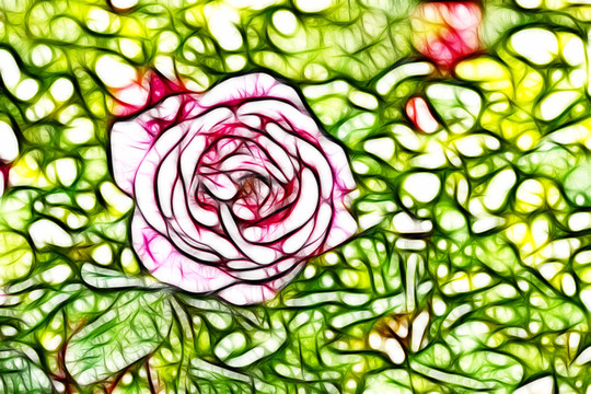 月季花