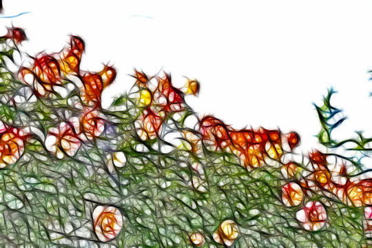 月季花