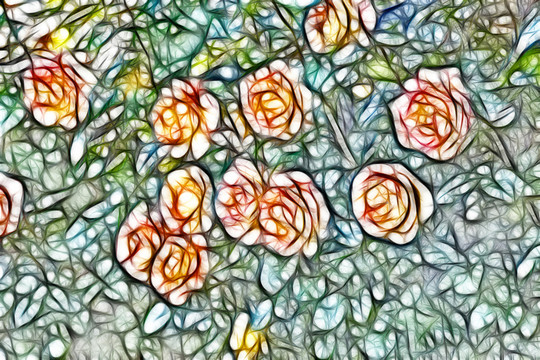 月季花