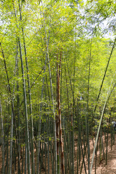 竹林