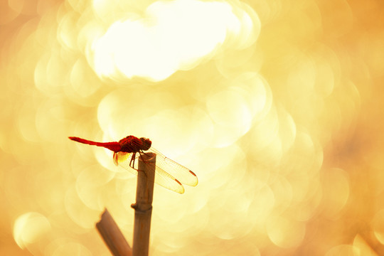 蜻蜓