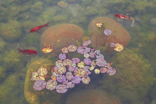 水中蓮 紅魚