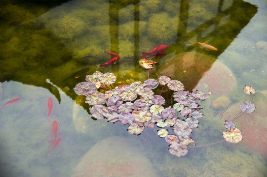 水中魚 攝影素材