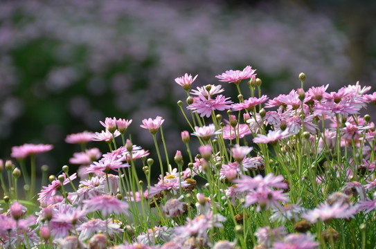 一片小花