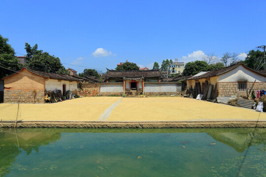 廈門 淳樸鄉(xiāng)村 老宅前曬稻子