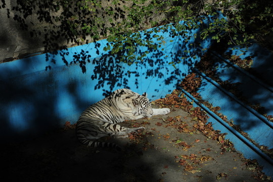 北京動物園白虎