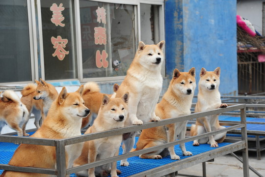 寵物狗