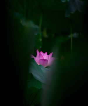 陽西 荷花