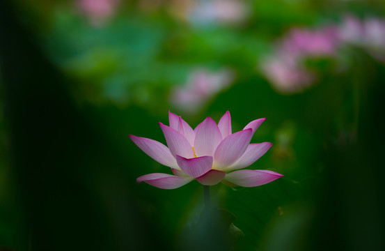陽西 荷花