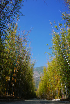 竹林下的路
