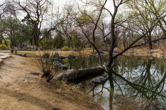 北京大學(xué)校園風(fēng)景初春園林景觀