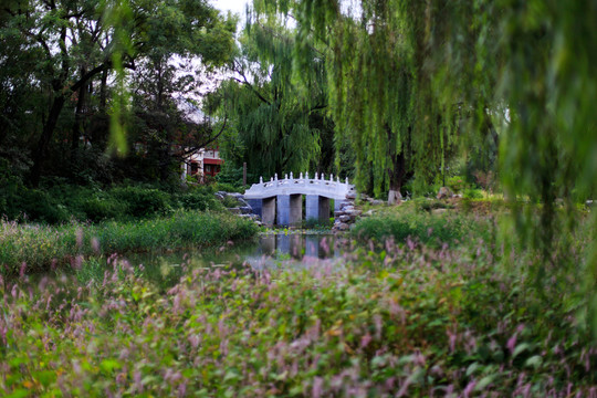 北京大学园林风景小桥流水柳树