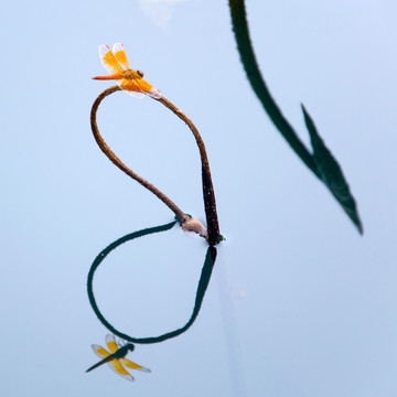 蜻蜓與荷