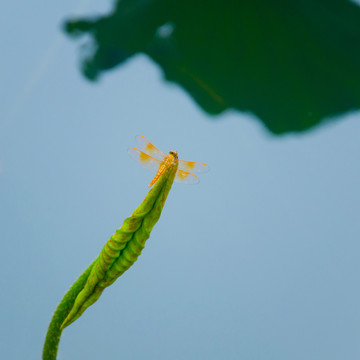 蜻蜓與荷