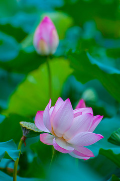 夏荷
