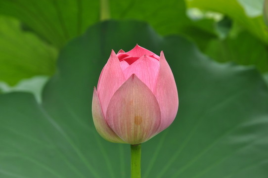 荷花寫意