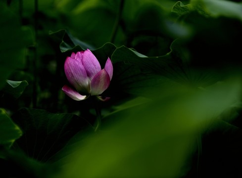 荷塘深處