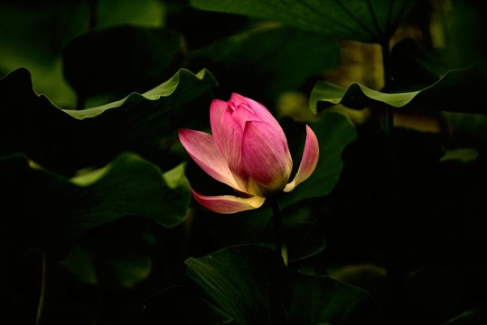 紅蓮花