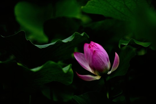 寂寞紅蓮
