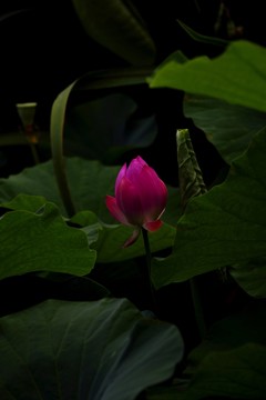 蓮花靜靜開放