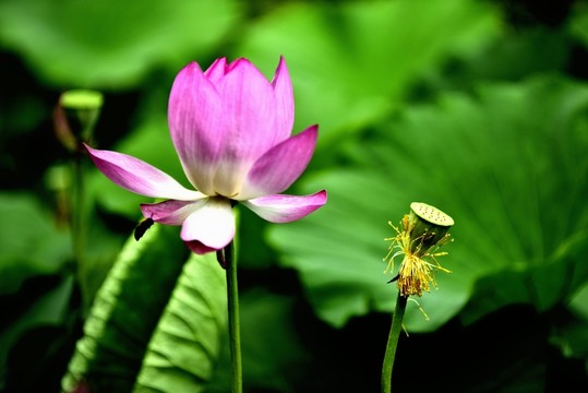 蓮蓬 蓮花