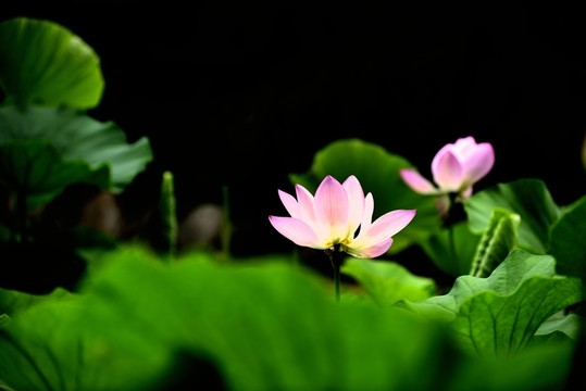 紅蓮