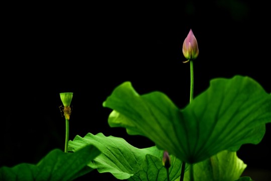 蓮花 蓮蓬 蓮葉