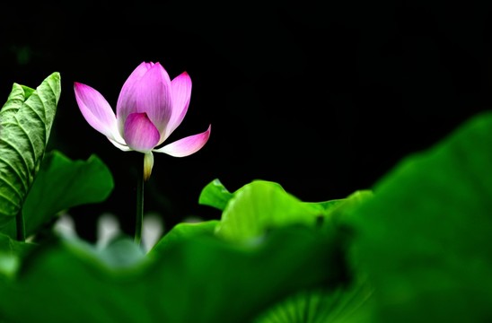 圣潔紅蓮