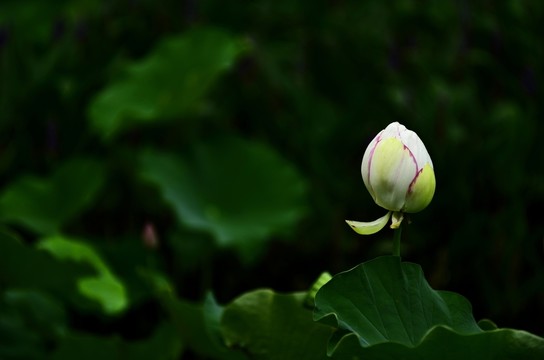 彩色蓮花