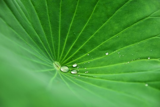 荷葉上的露珠