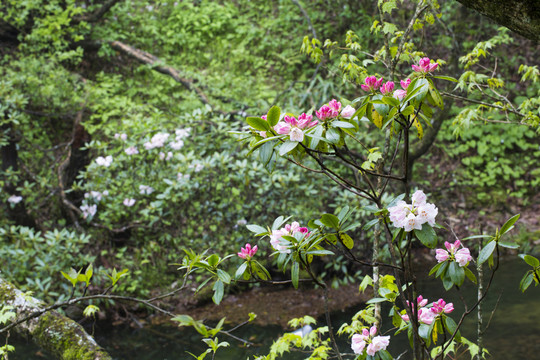 杜鵑花