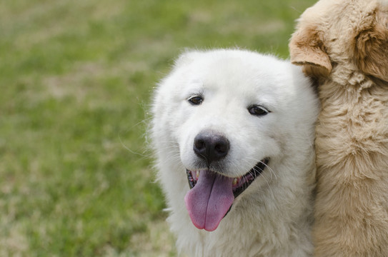 寵物攝影 薩摩耶犬