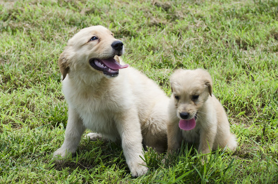 金毛幼犬 寵物攝影 尋回獵犬