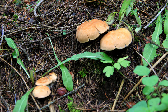 野蘑菇