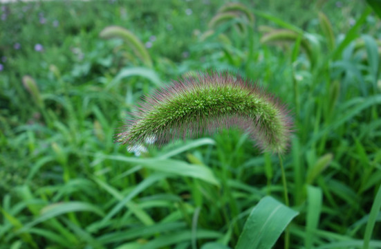 狗尾草