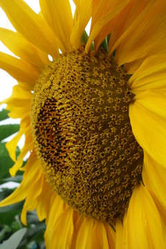 葵花