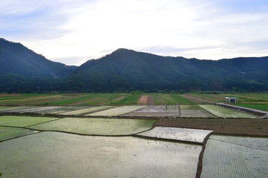 田園田野