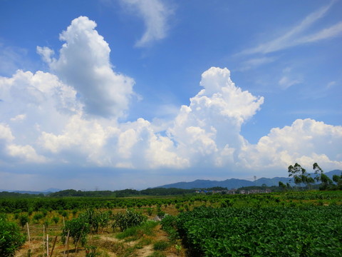 田園
