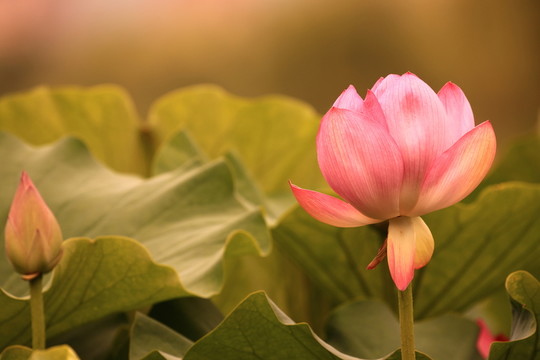 荷花攝影